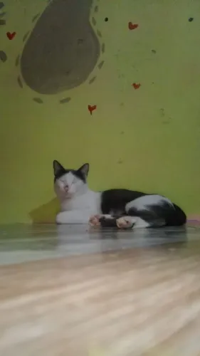 *ADOÇÃO* Gato macho 