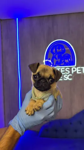 Pug linda bem fofa
