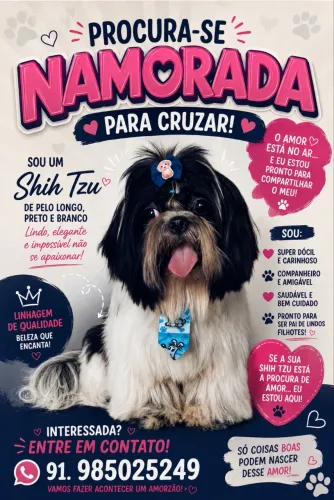 Shih tzu macho procura uma fêmea pra cruzar. 