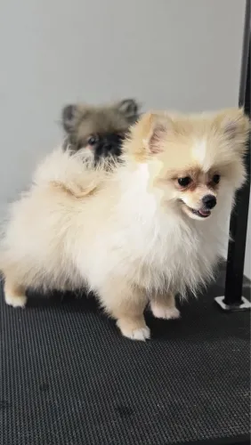 Spitz alemão fêmea