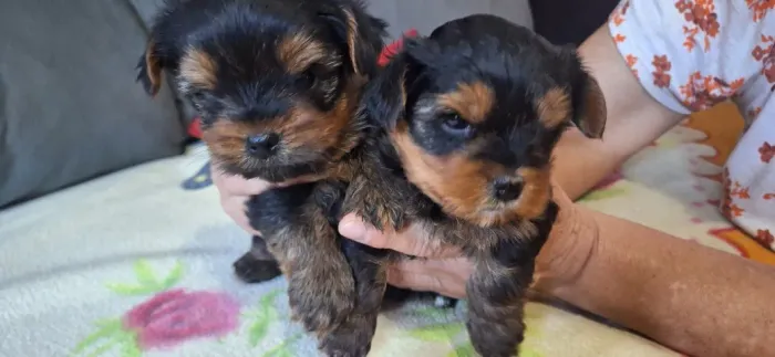Filhotes Yorkshire casal 1.800 macho 2.600 fêmea