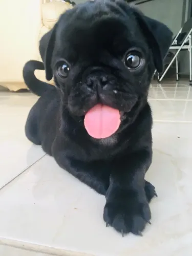 Pug - O Lar Perfeito Começa Com Um Latido Feliz 