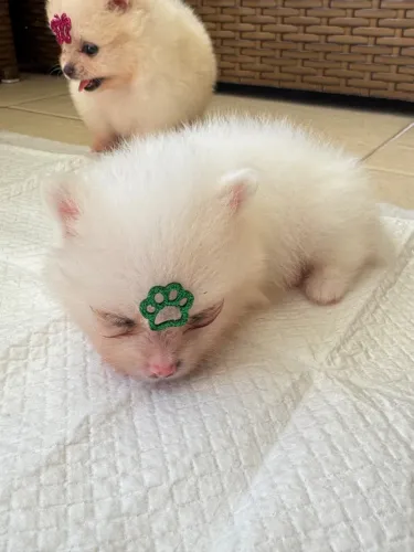 Spitz alemão anão