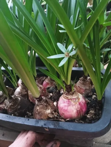  Planta Bulbos amaryllis e lírio 
