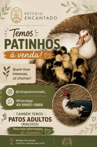 patos 
