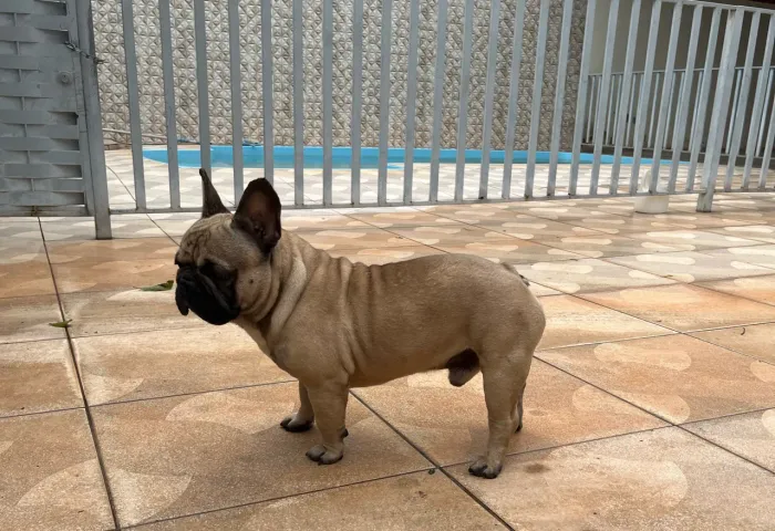 Bulldog francês Macho