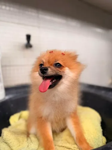 Spitz Alemão Anão Fêmeas