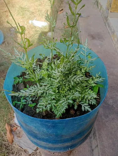 Samambaia prateada