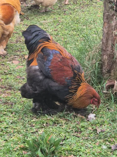 Galo brahma 