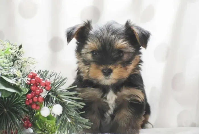 Yorkshire Terrier,Yorkshire Terrier Filhote Pronto Para Novo Lar