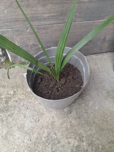 TÂMARA PLANTA EXÓTICA