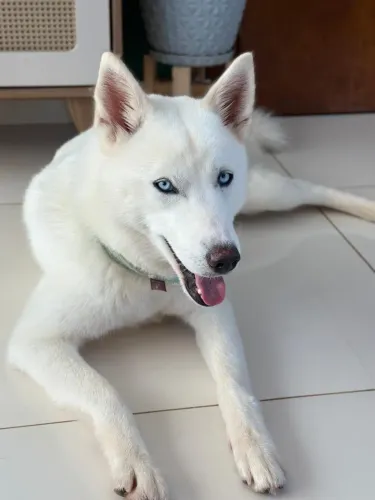 Husky Siberiano Fêmea
