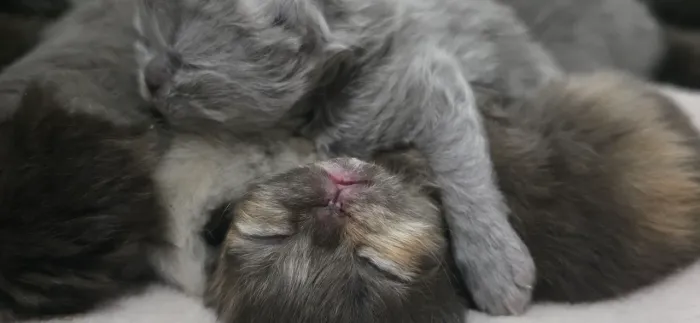 Gato persa 