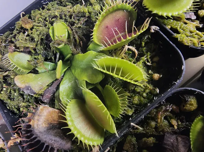 Planta Carnivora(dionaea B52)