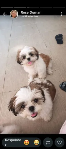 Estou vendendo esse lindos peti
