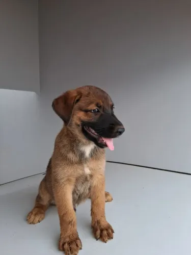 VENDO FILHOTE MACHO DE PASTOS MALINOIS