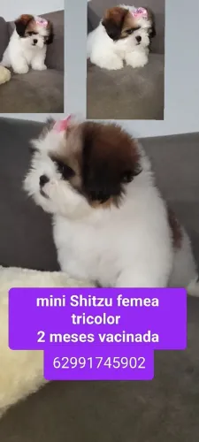 Shitzu mini fêmea tricolor
