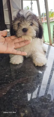 Shitzu não são cachorros são CPF
