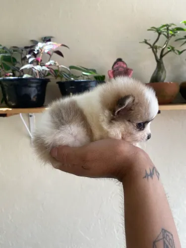 Spitz Alemão Anao Macho