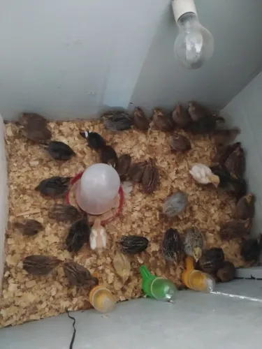 Pitinhos de codorna