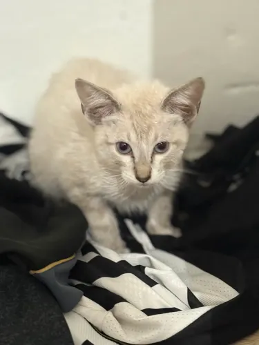 Doação de gato