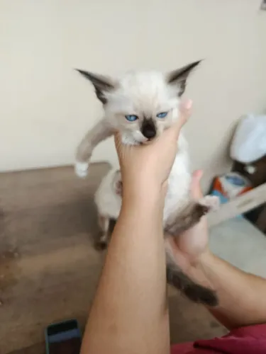 Filhote de siamês fêmea para adoção responsável
