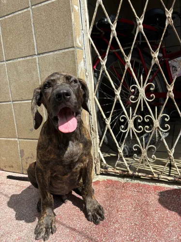 Filhote de fila brasileiro 2 meses