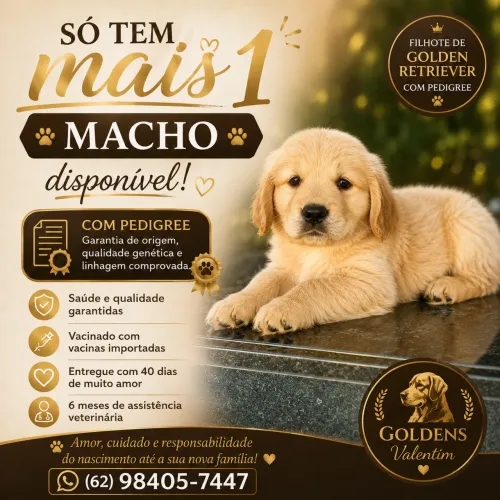 Filhote Macho Golden