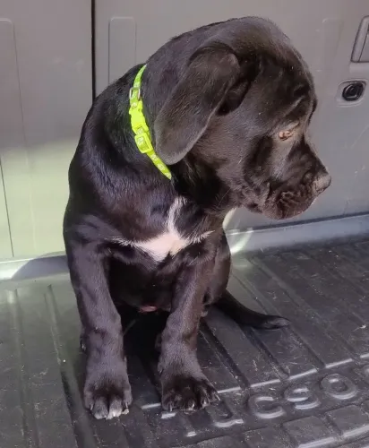 Cane Corso fêmea