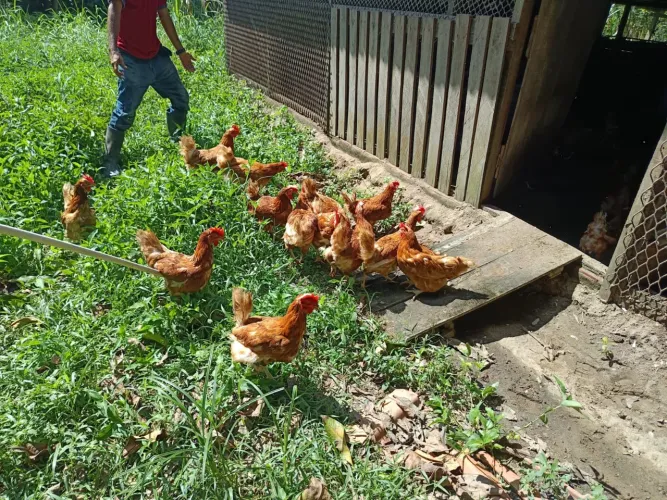 Vendo galinha postura