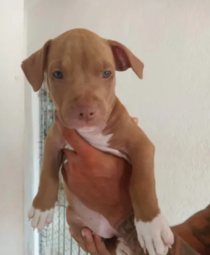 Filhote de pitbull 