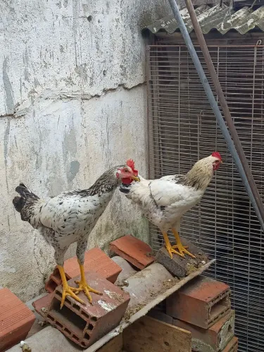 Galos caipira