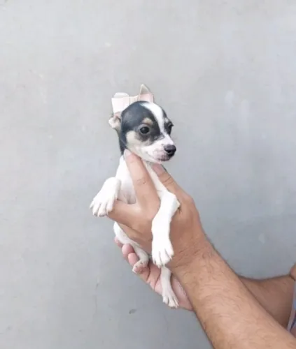Filhote de Pinscher Zero Saudável
