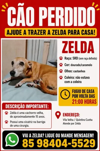 Recompensa Cachorra fez cirurgia na barriga 