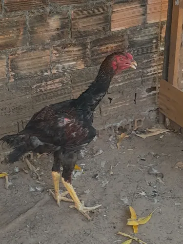 650