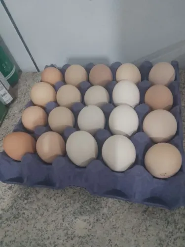Vende se ovos caipira