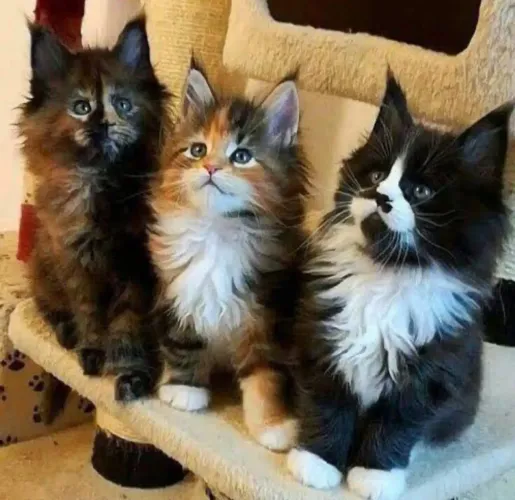 Maine coon