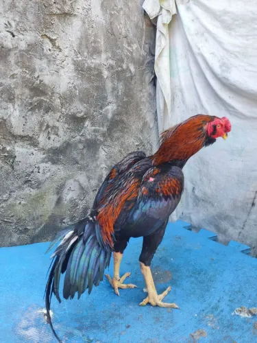 Frango