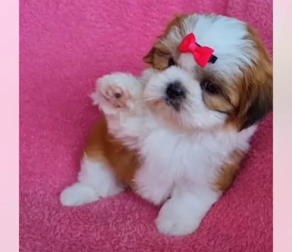 Shihtzu Fêmea Diversas Cores! Em até 10 x no cartão 
