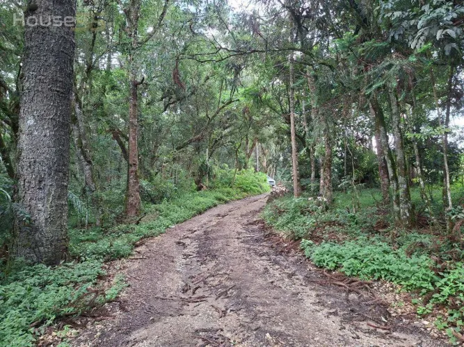 Área à venda, 20000 m² por R$ 299.000,00 - Centro (Bateias) - Campo Largo/PR