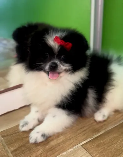 VENDA LULU DA POMERANIA SPITZ ALEMÃO FÊMEA 