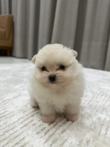 Spitz alemão