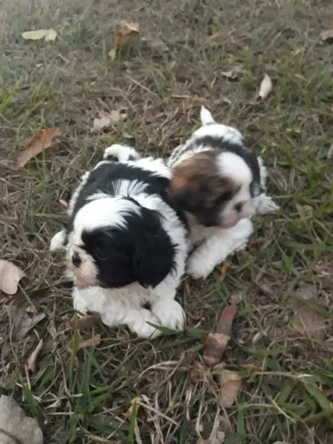 Filhote shih tzu, Aumor em forma de filhote!