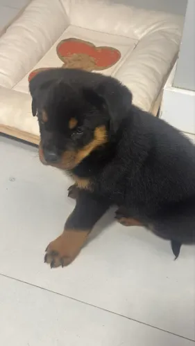 Cachorro 