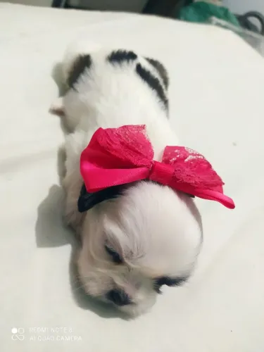 Shih tzu Fêmea 
