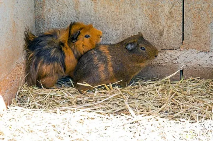 Porquinho da índia