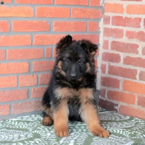 Filhote de cachorro Pastor Alemão saudável de temperamento dócil