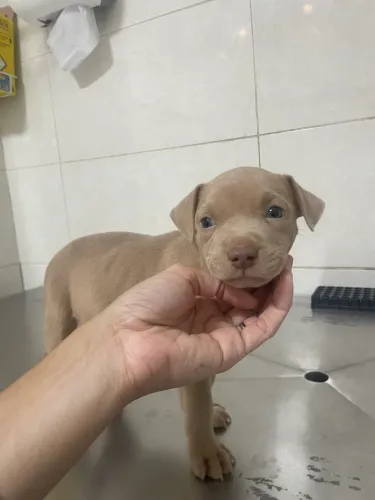 Filhote de pitbull macho 2 meses
