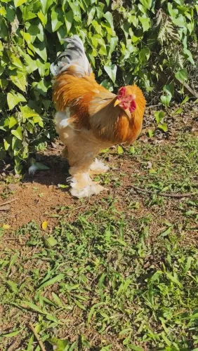 Venda de aves