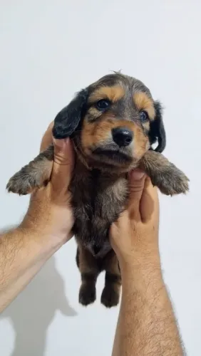 Filhote de dachshund (salsichinha)